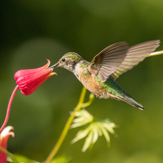 Tips to Attract Hummingbirds to Your Yard