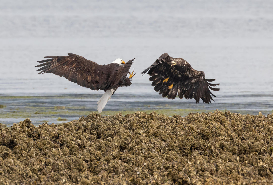 Bald Eagle Photography, Big Beef Harbor