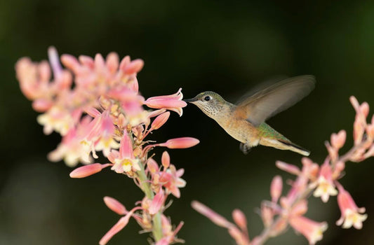 Camera Settings for Hummingbirds