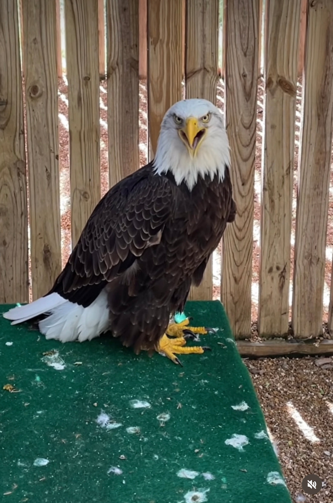 Murphy the Bald Eagle