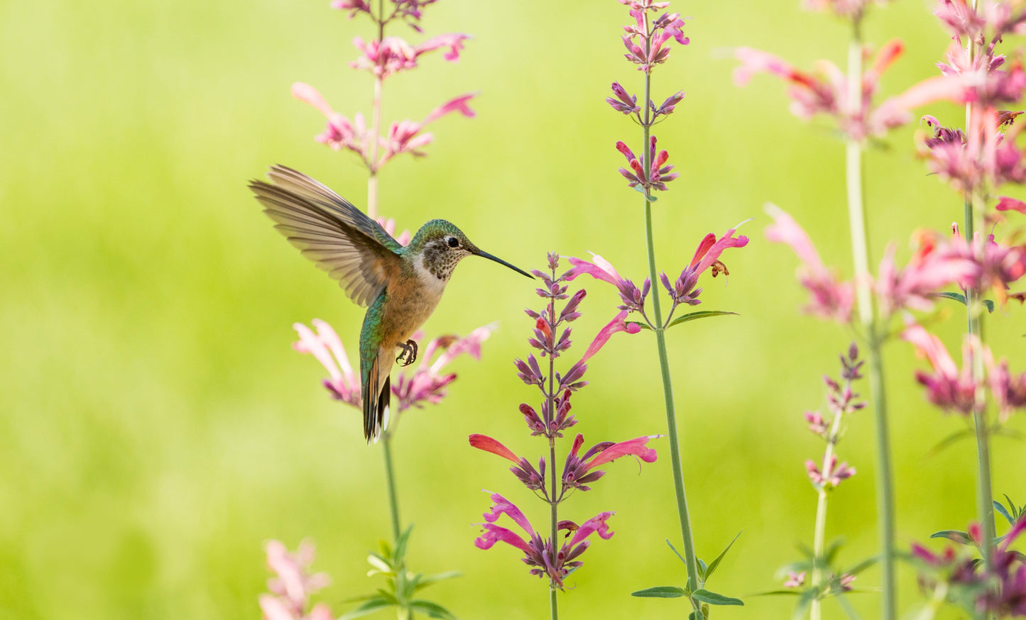 Denver Hummingbird Tour - July 2024