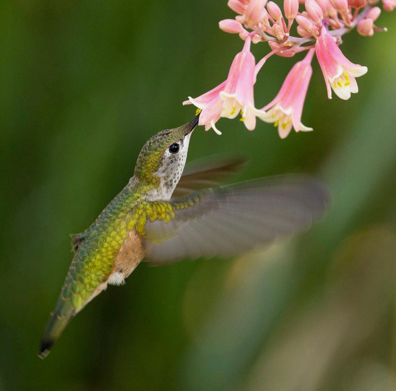 Denver Hummingbird Tour - July 2024