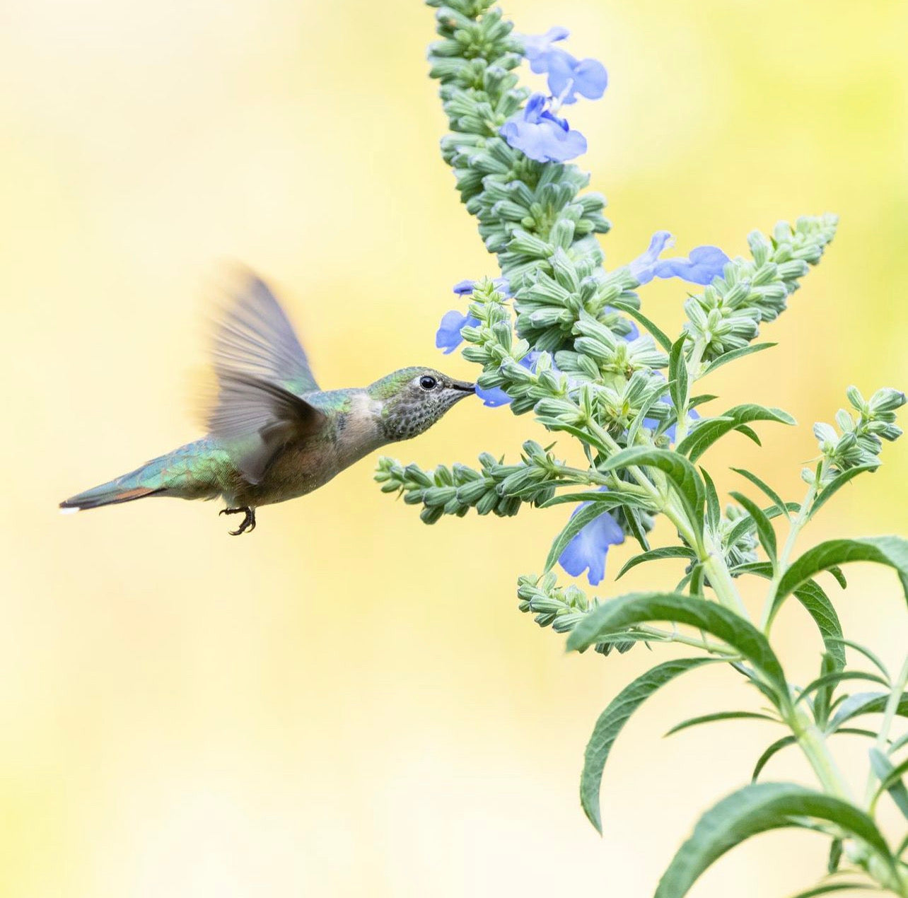 Denver Hummingbird Tour - July 2024