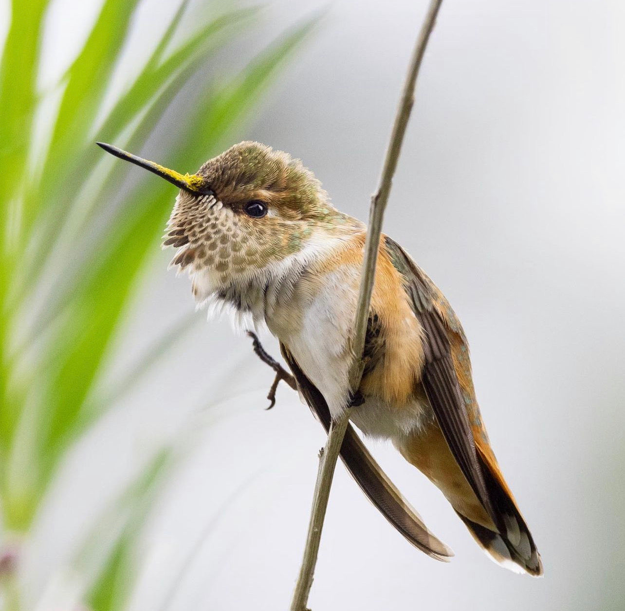 Denver Hummingbird Tour - July 2024