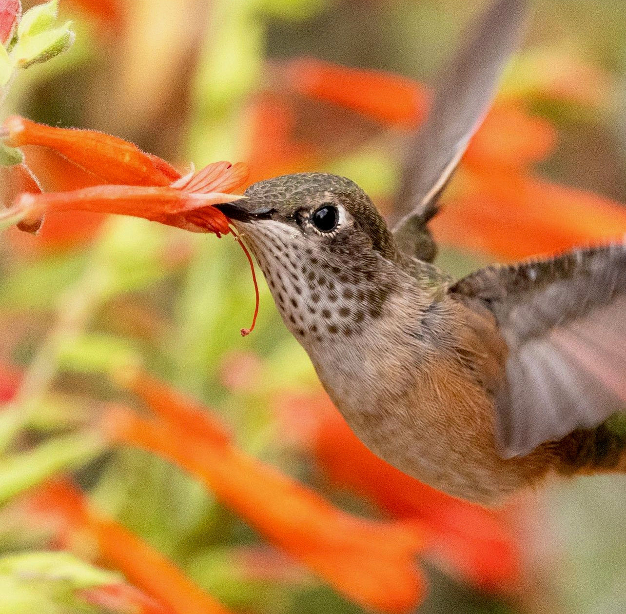 Denver Hummingbird Tour - July 2024