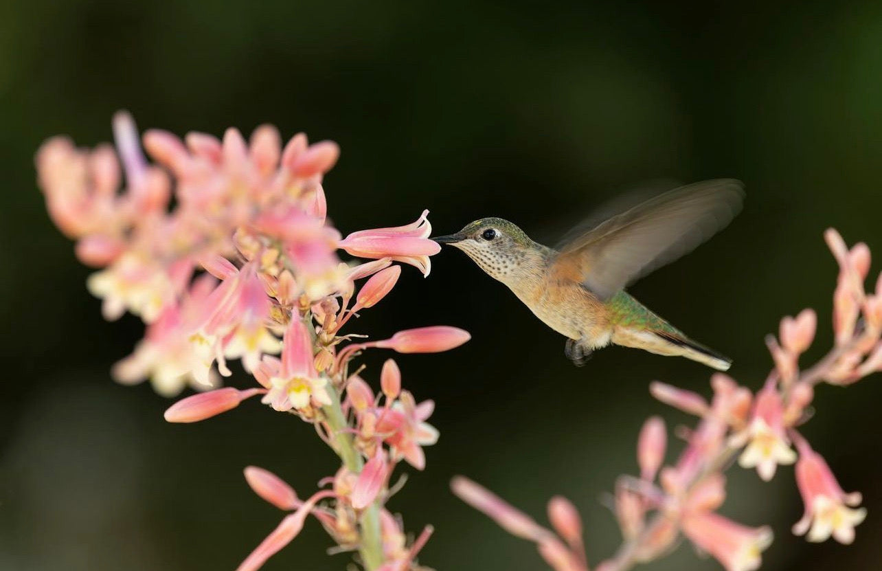 Denver Hummingbird Tour - July 2024